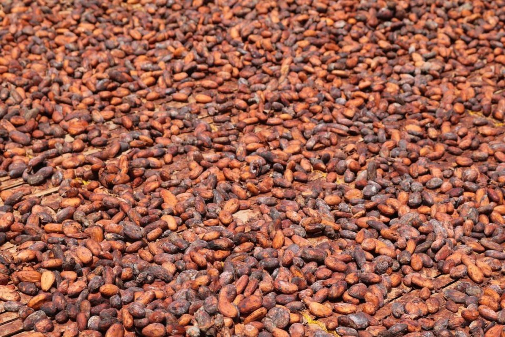 Côte d’Ivoire Cocoa Sector Faces Serious Crisis Amid Multinational Pressure